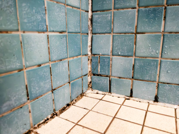 Best Mold Removal for HVAC Installations  in Fresno, CA