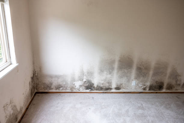 Best Real Estate Mold Inspection  in Fresno, CA