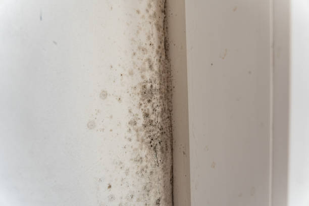 Best Crawl Space Mold Remediation  in Fresno, CA
